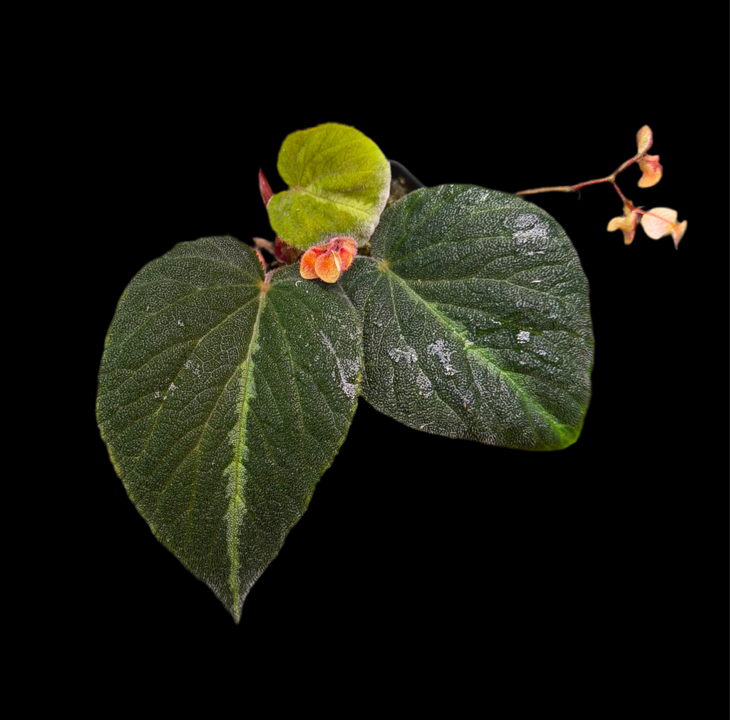 Begonia Imperialis (Silver Band)