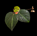 Begonia Imperialis (Silver Band)