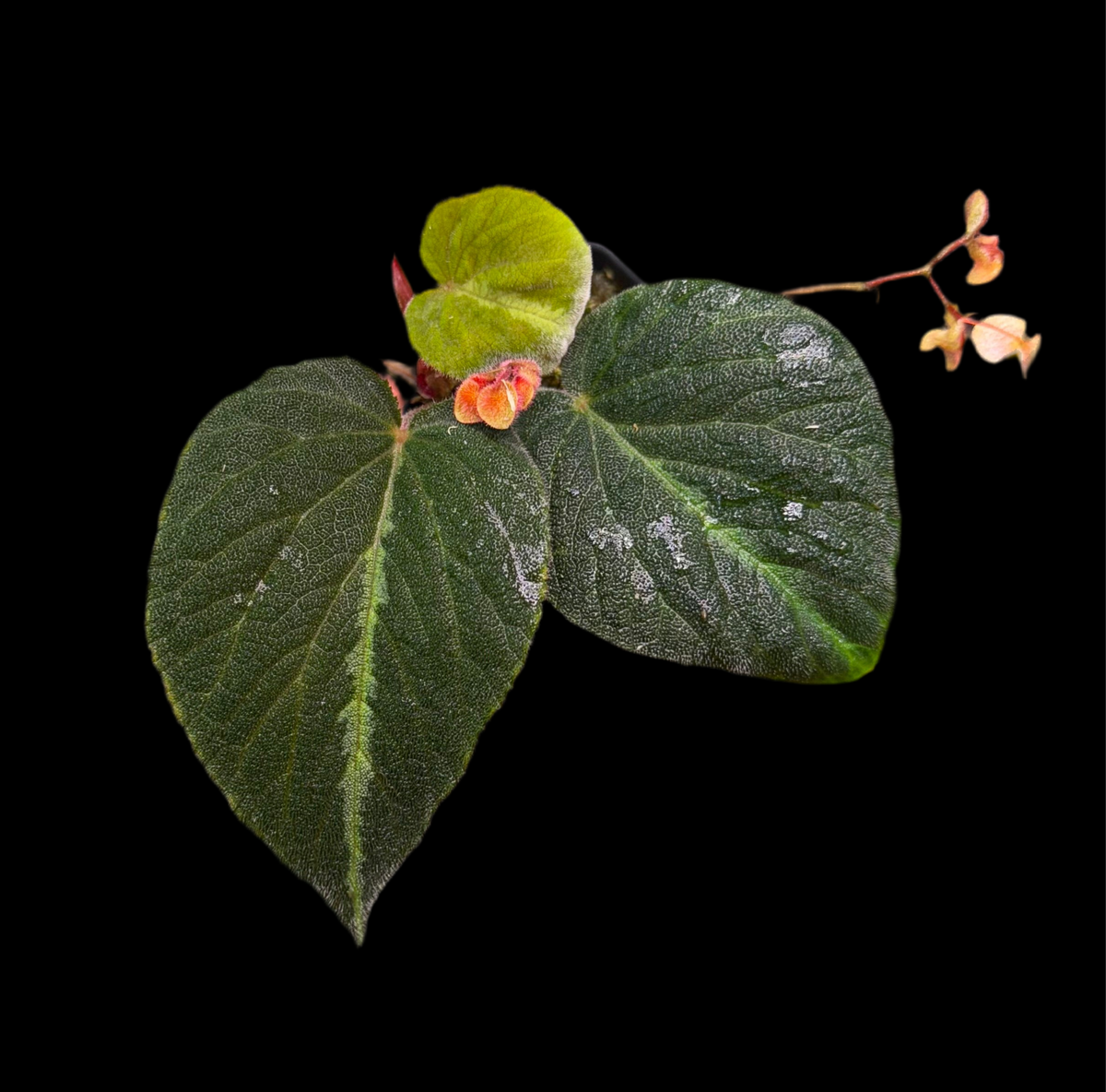 Begonia Imperialis (Silver Band)