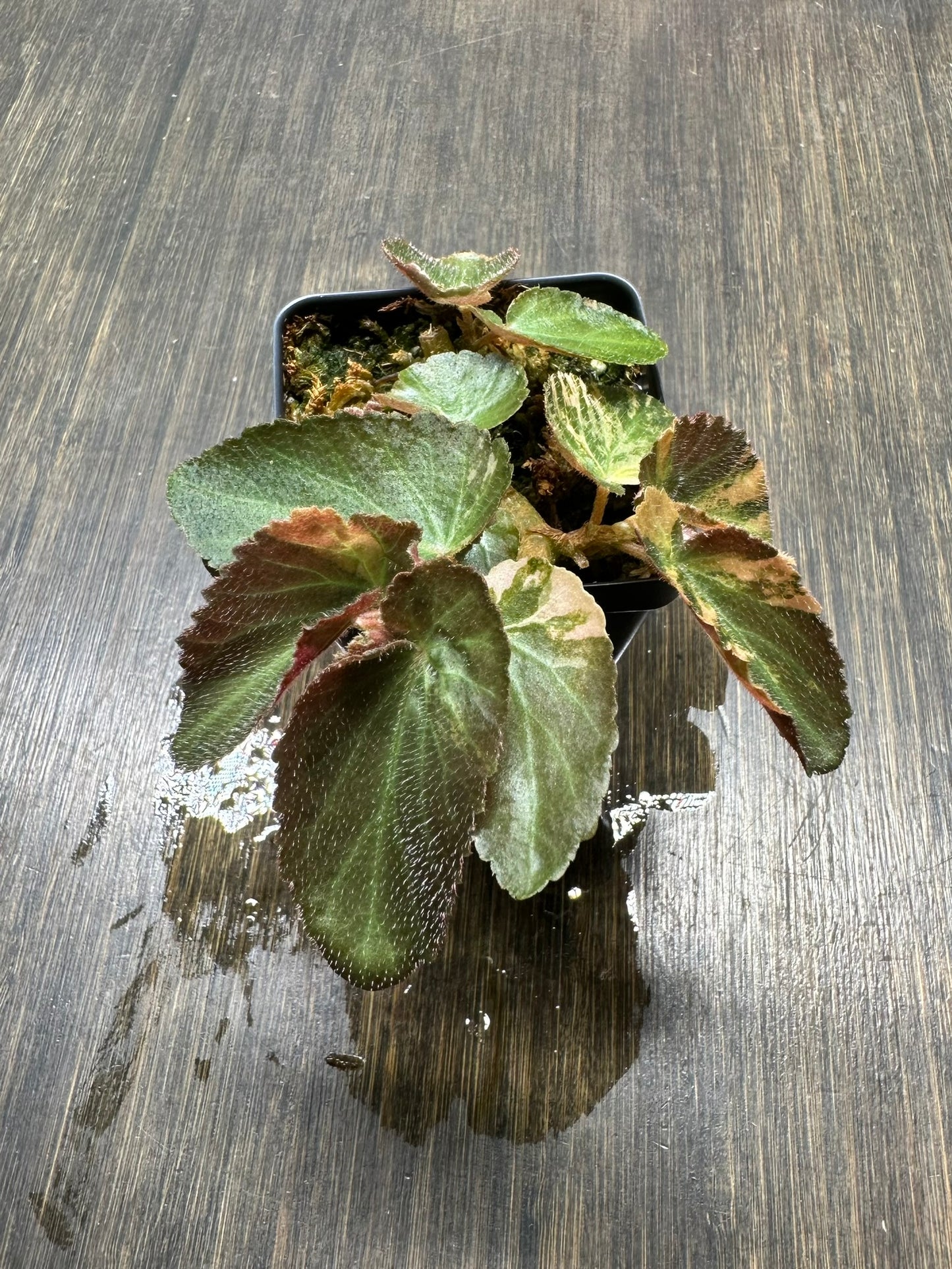 PURGE Variegated Begonia Withlacoochee