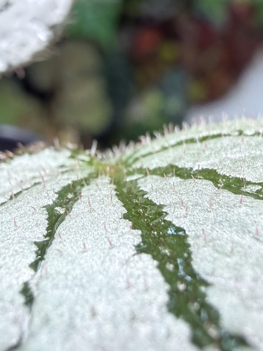 Begonia Rice Paper