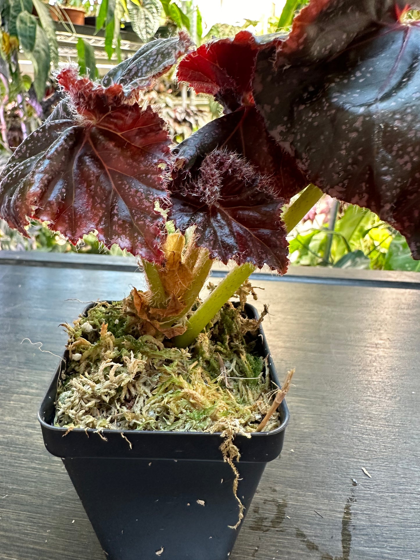 Begonia Jelly Roll Morton