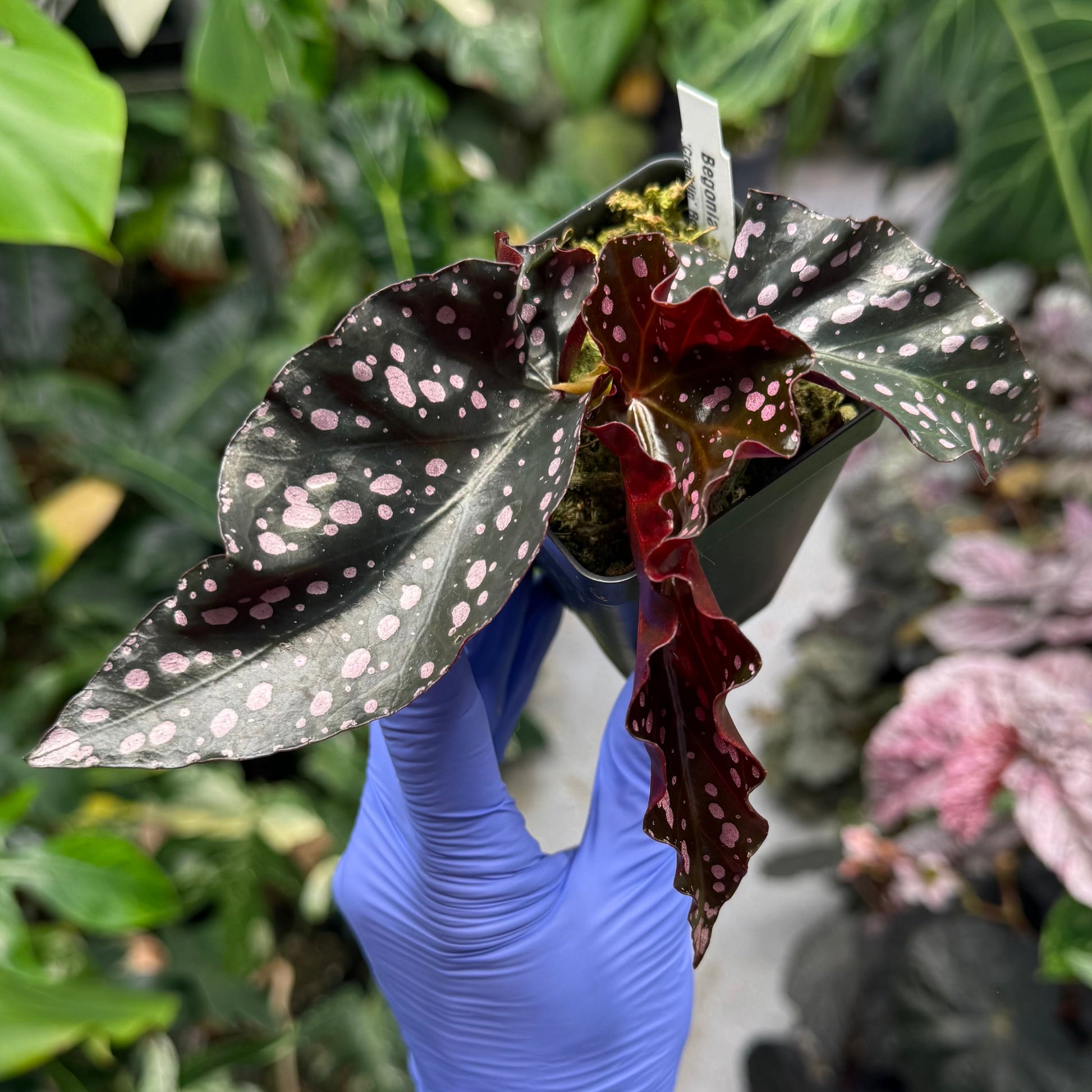 Begonia Cracklin Rosie begonia plant in pot