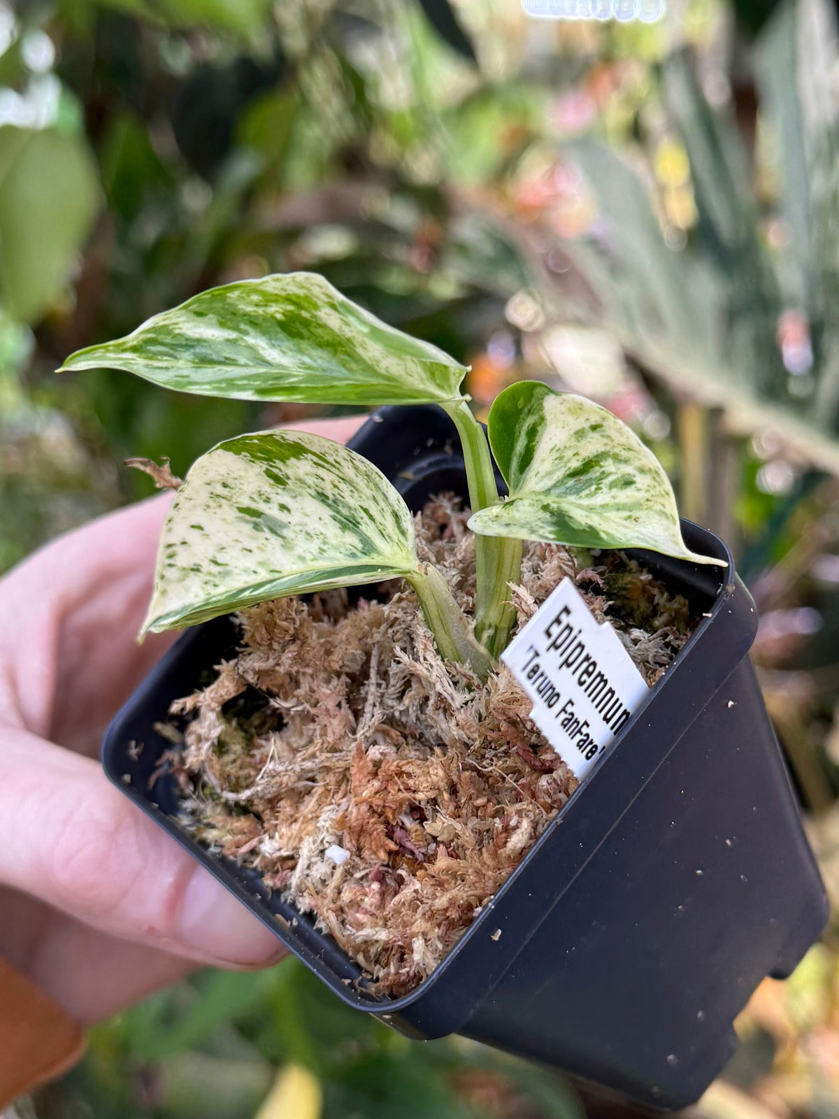 Epipremnum aureum Teruno 'Fanfare' #5