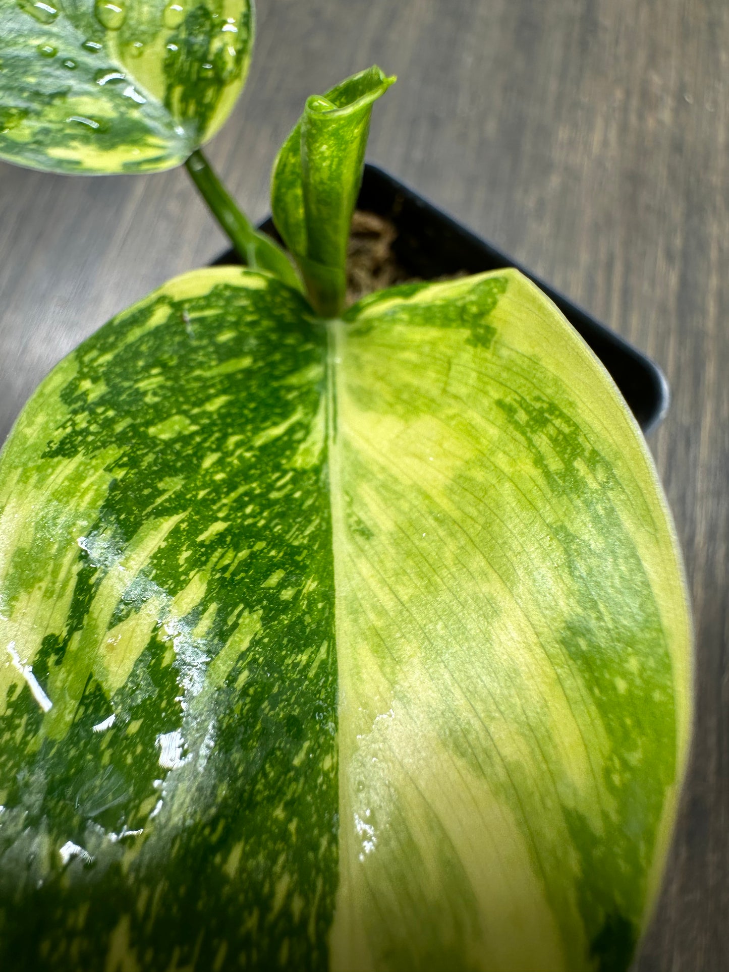 PURGE Philodendron Nuclear