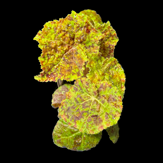 Begonia Marmaduke begonia plant in pot