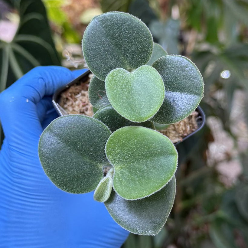 Peperomia incana