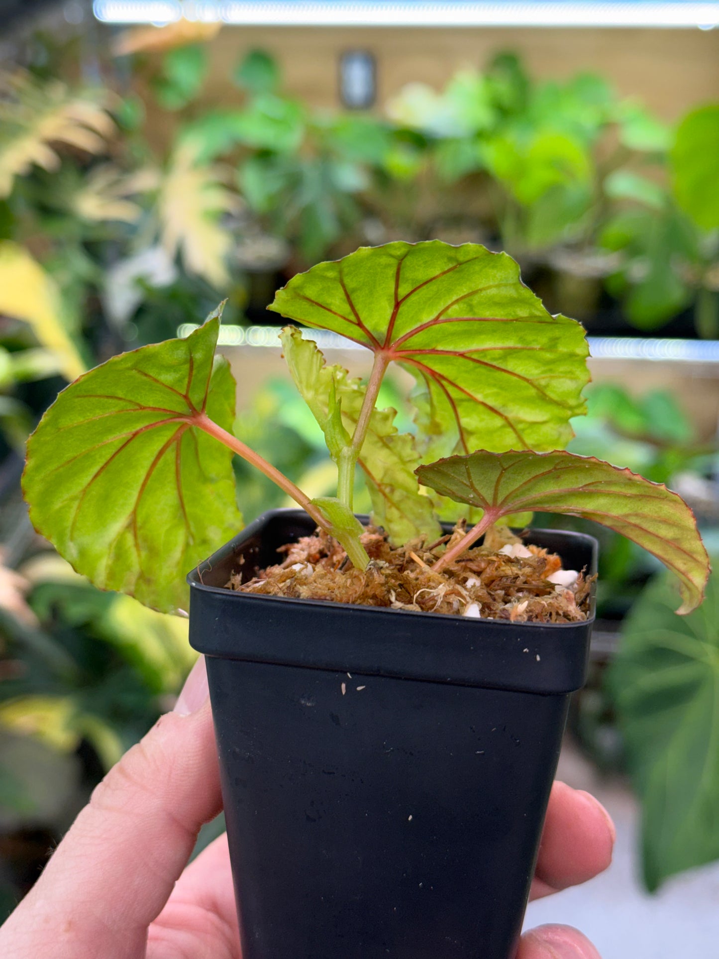 Begonia U038