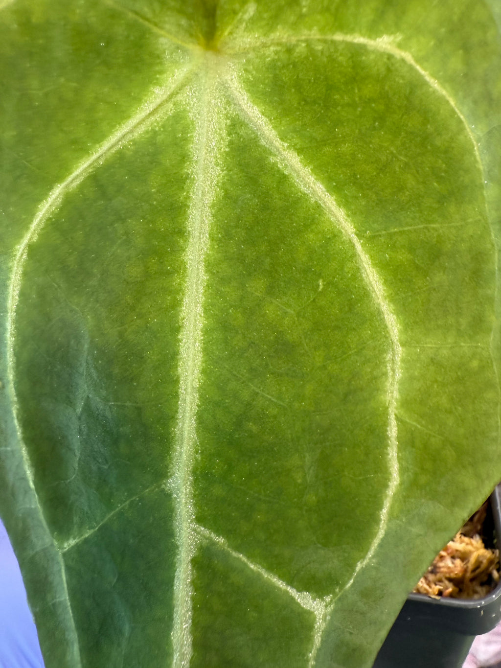 Anthurium Mag’s Spaghetii (magnificum x forgetii)