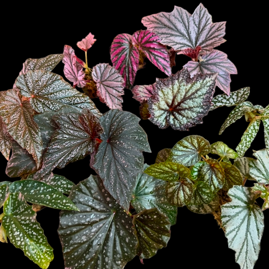 Mystery Begonia