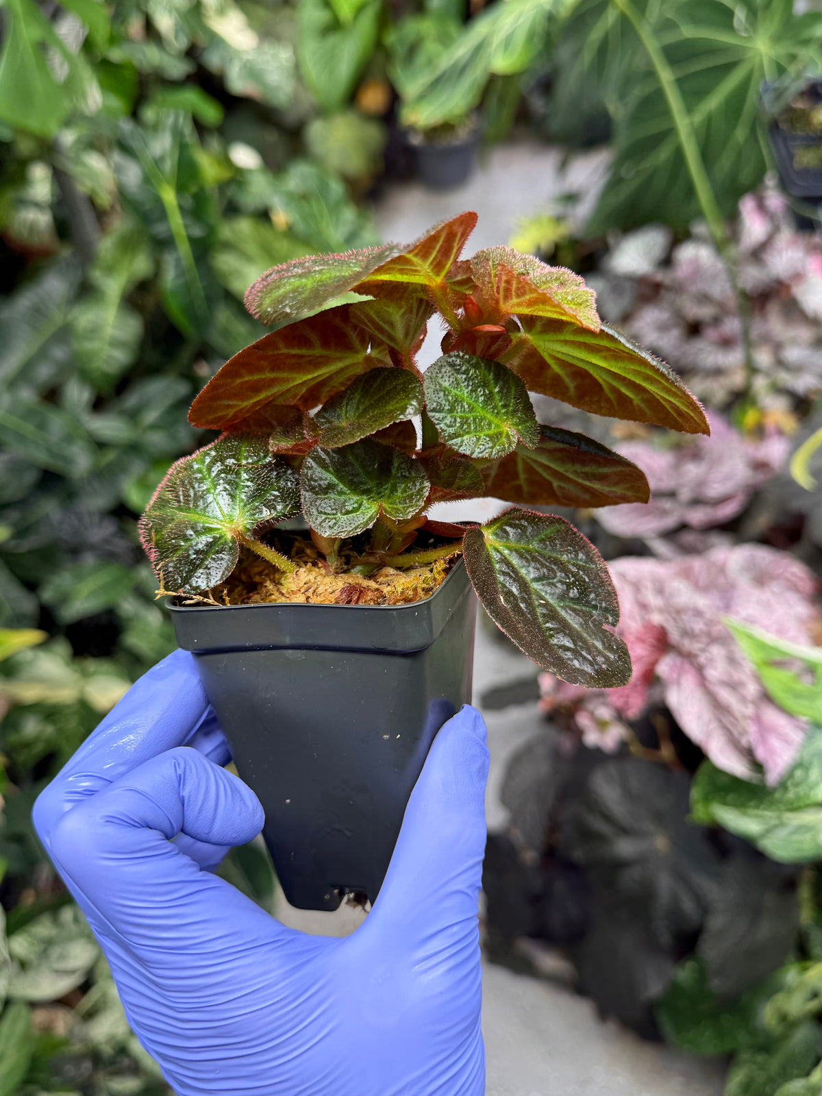Begonia Manaus
