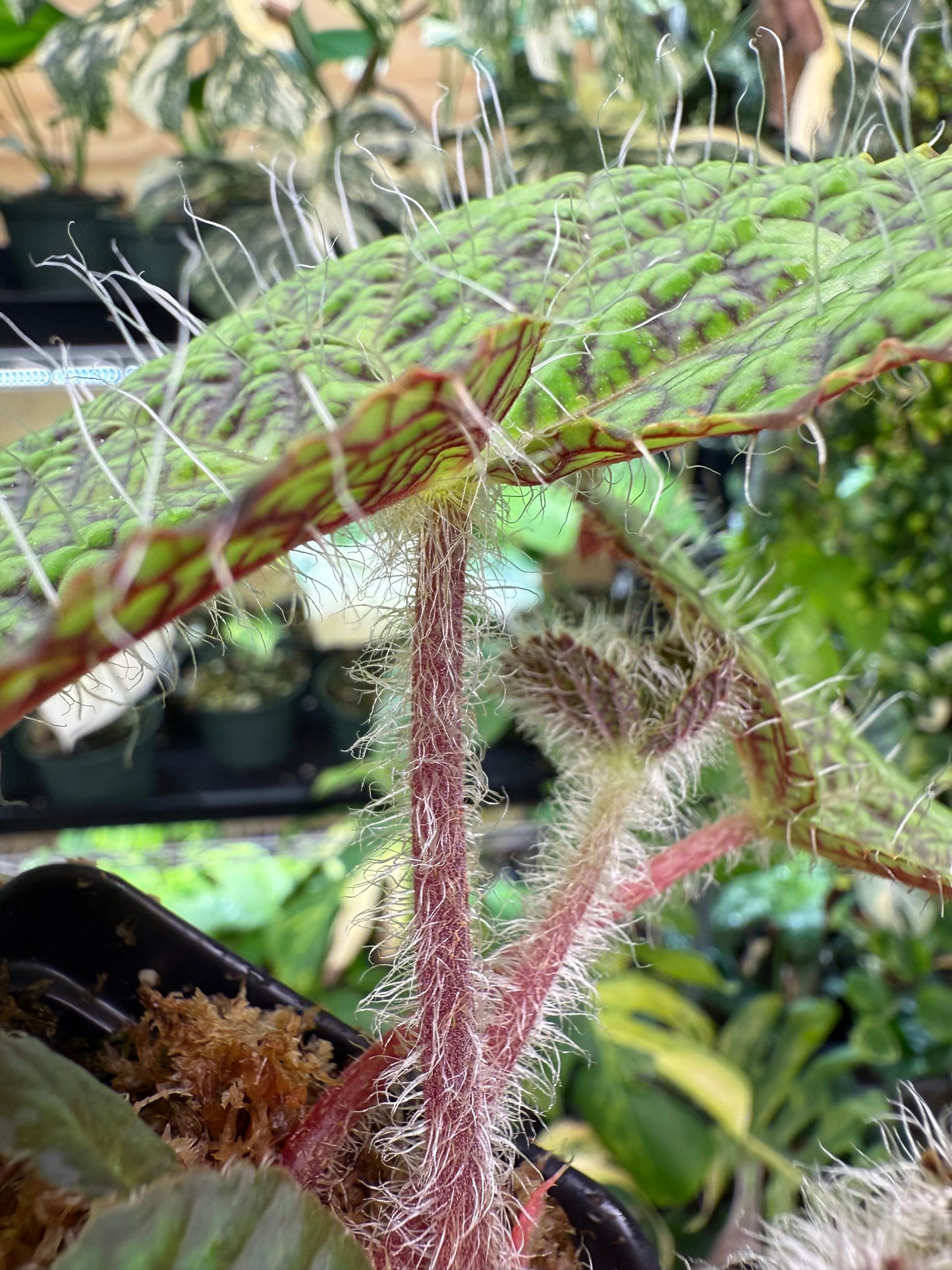 Begonia longiciliata 'Sizemorea'