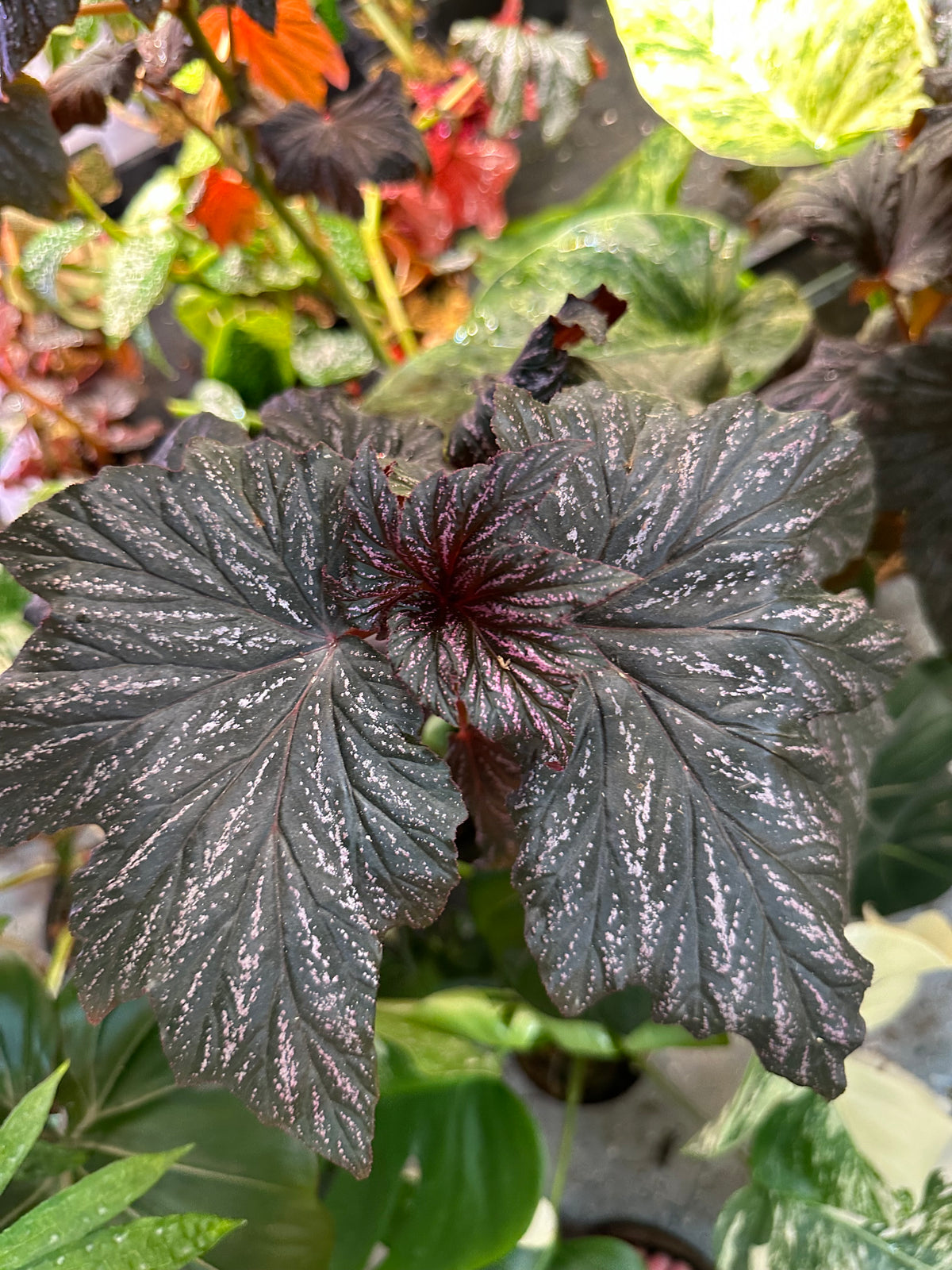 Begonia Bobbie Price