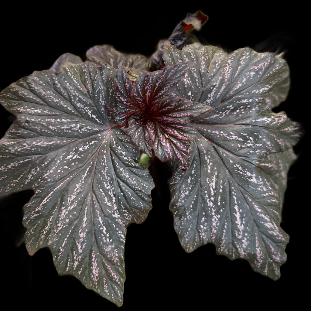 Begonia Bobbie Price