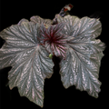 Begonia Bobbie Price