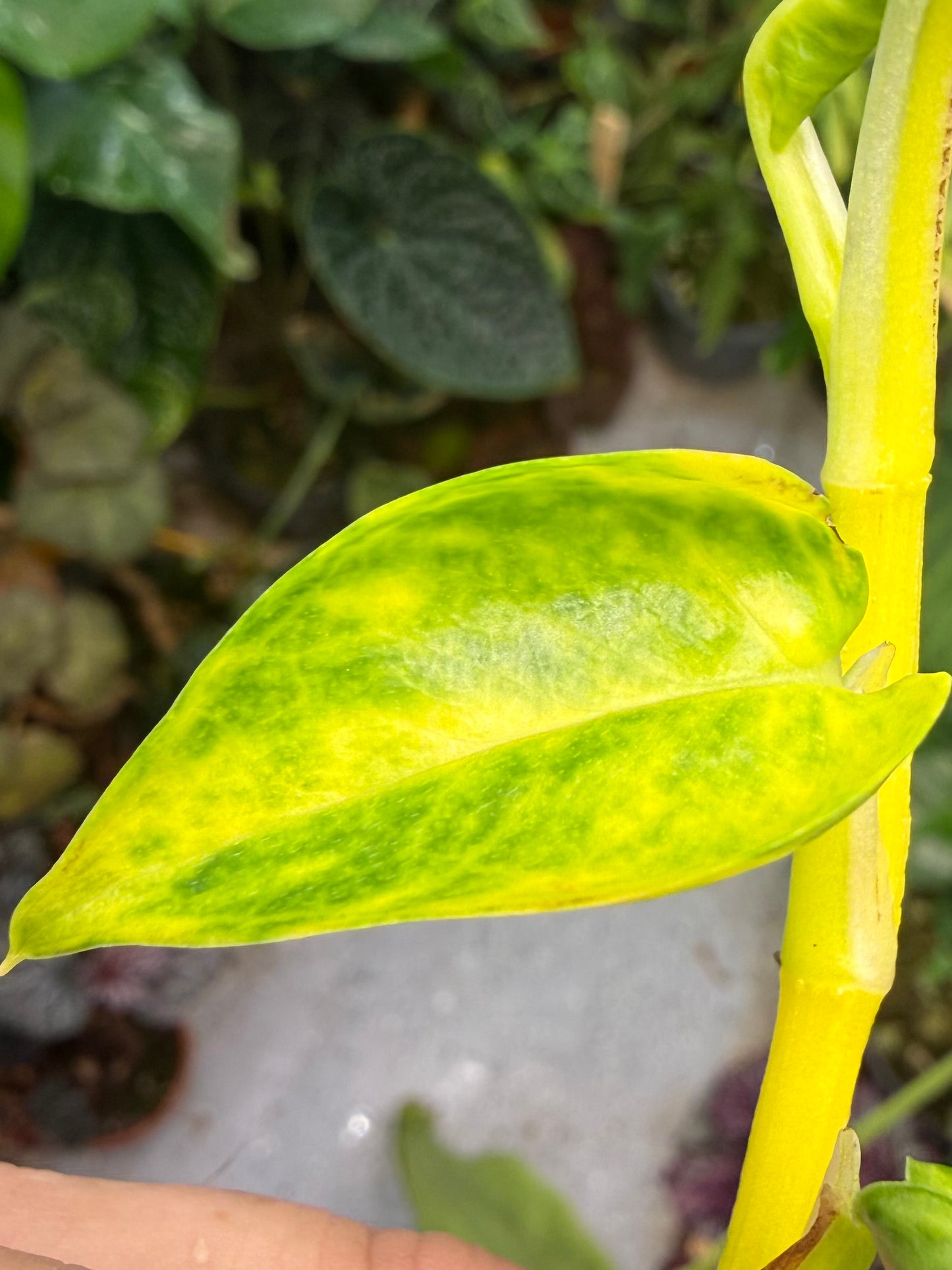 Epipremnum aureum Teruno 'Gold Jack' #29