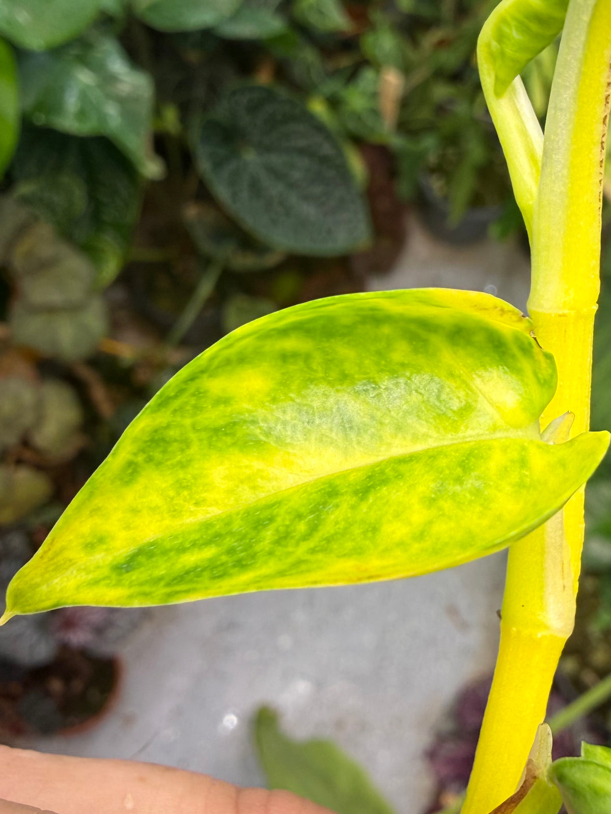 Epipremnum aureum Teruno 'Gold Jack' #29