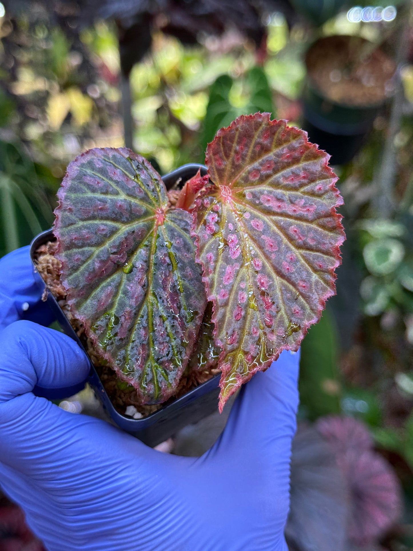 Begonia Chlorosticta x Chloroneura