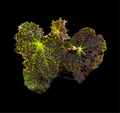 Begonia Deco Checks
