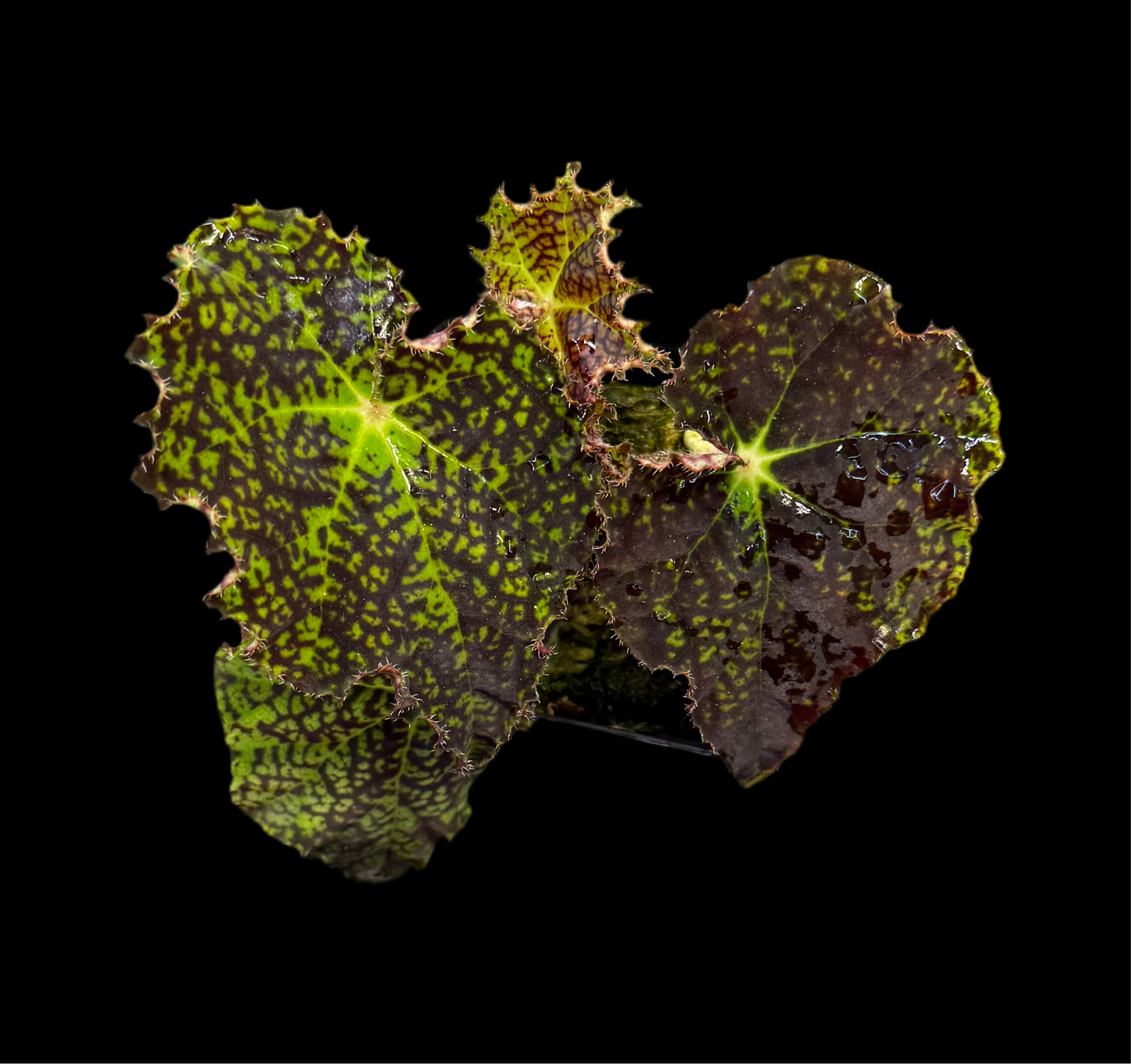 Begonia Deco Checks