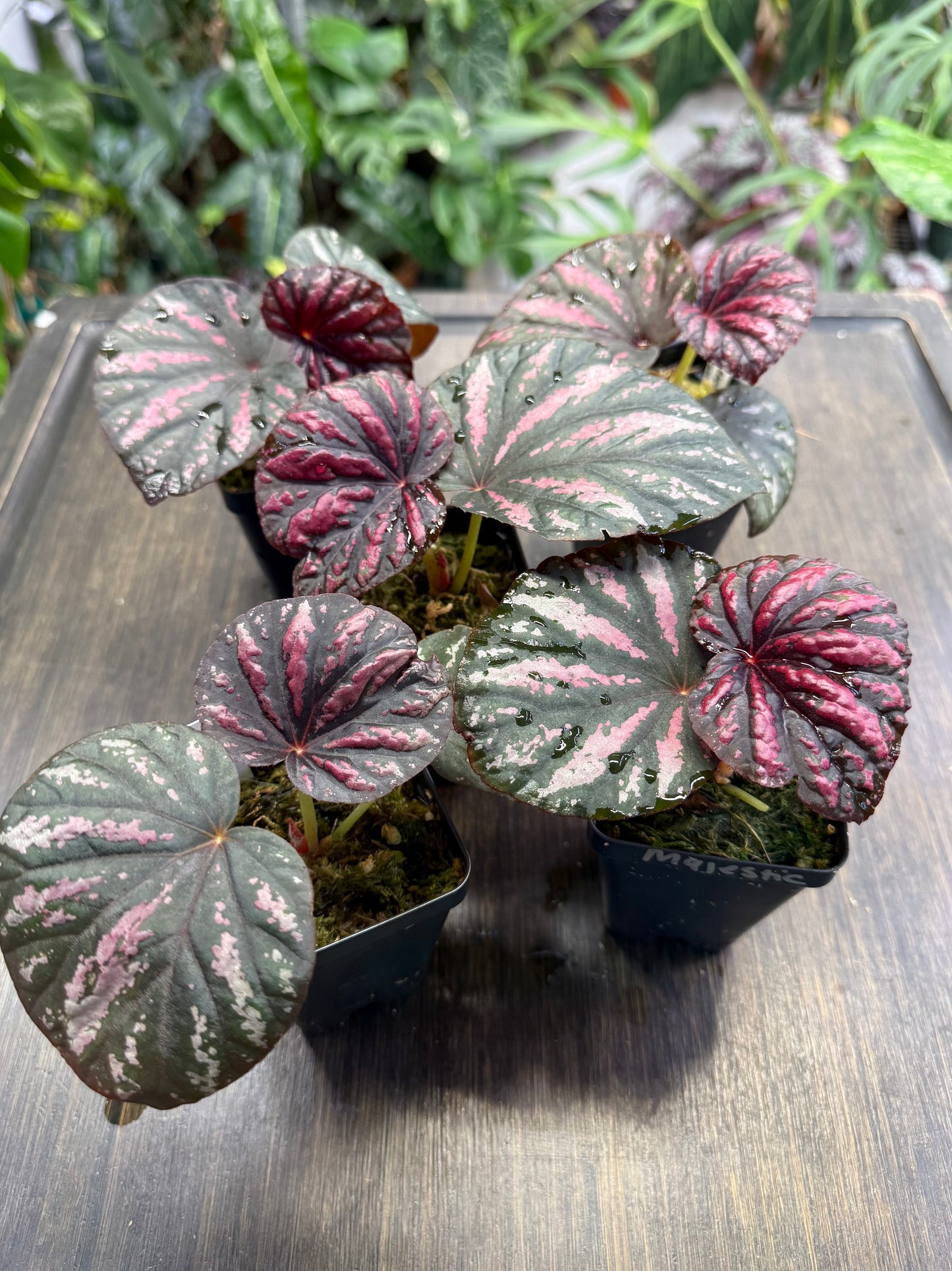 Begonia ‘Candy Stripes’