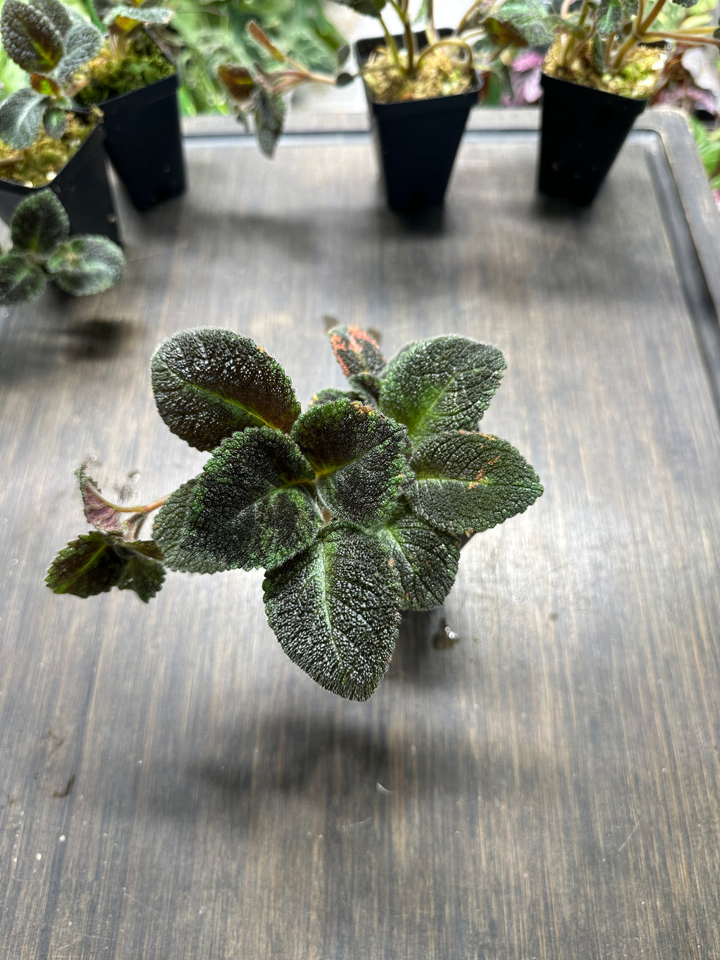 Episcia 'Emerald Velvet'
