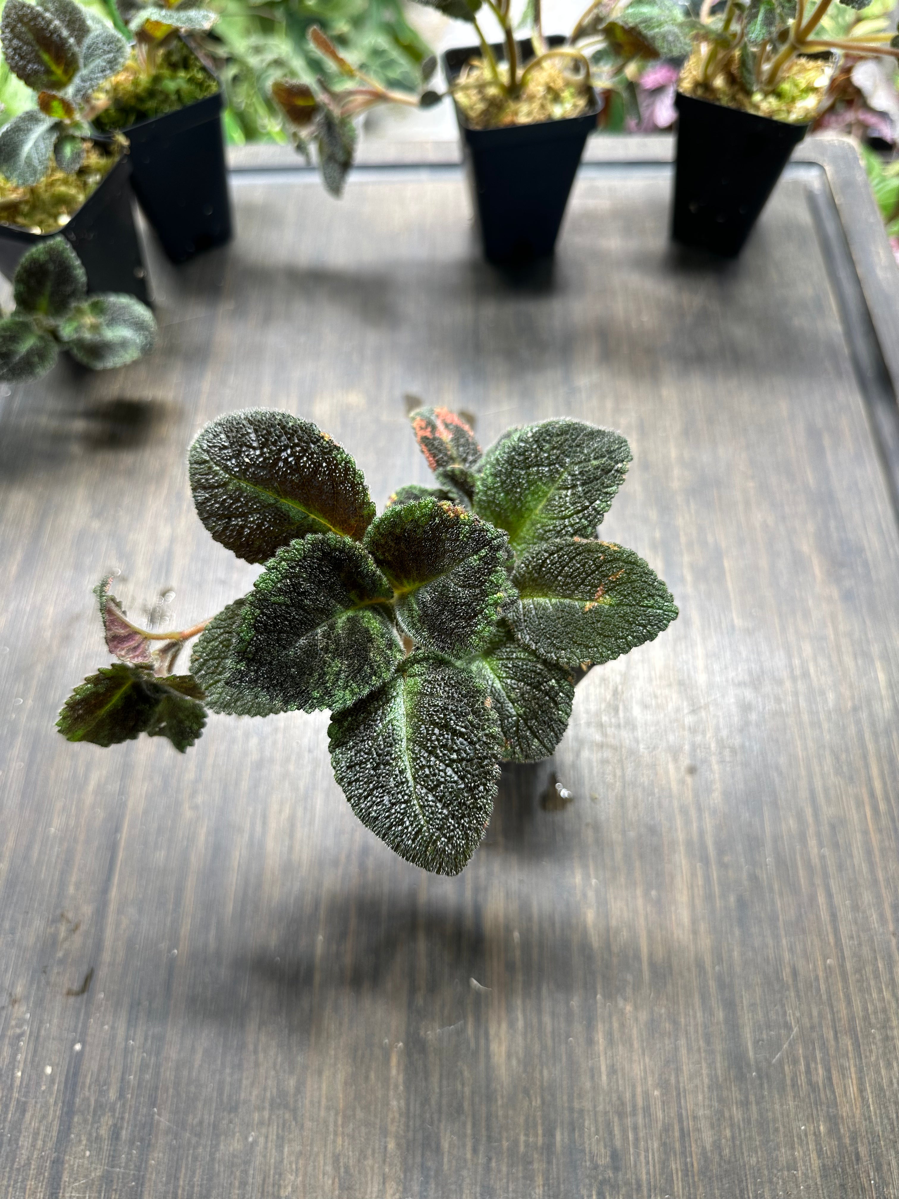 Episcia 'Emerald Velvet'
