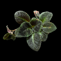 Episcia 'Emerald Velvet'
