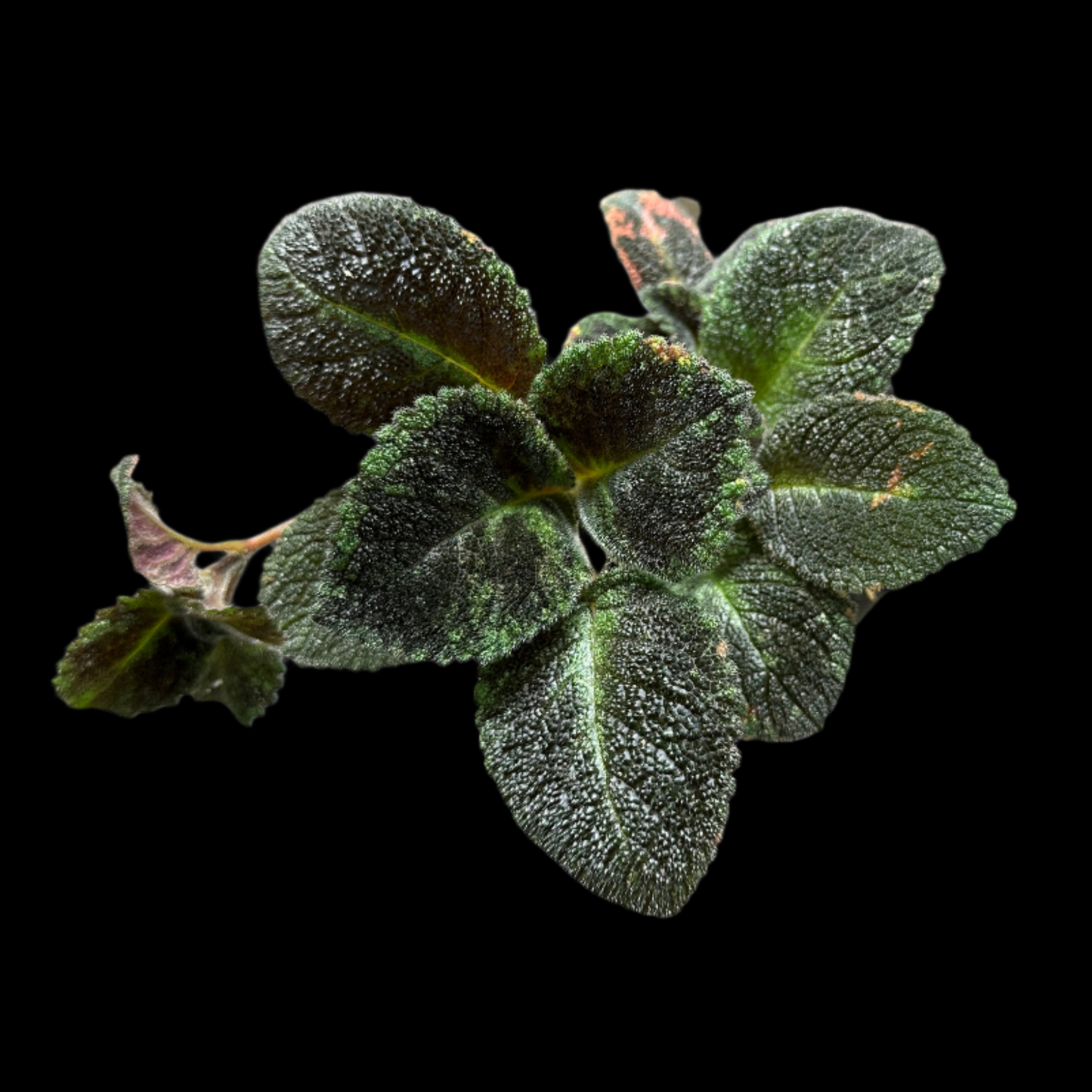 Episcia 'Emerald Velvet' Houseplant