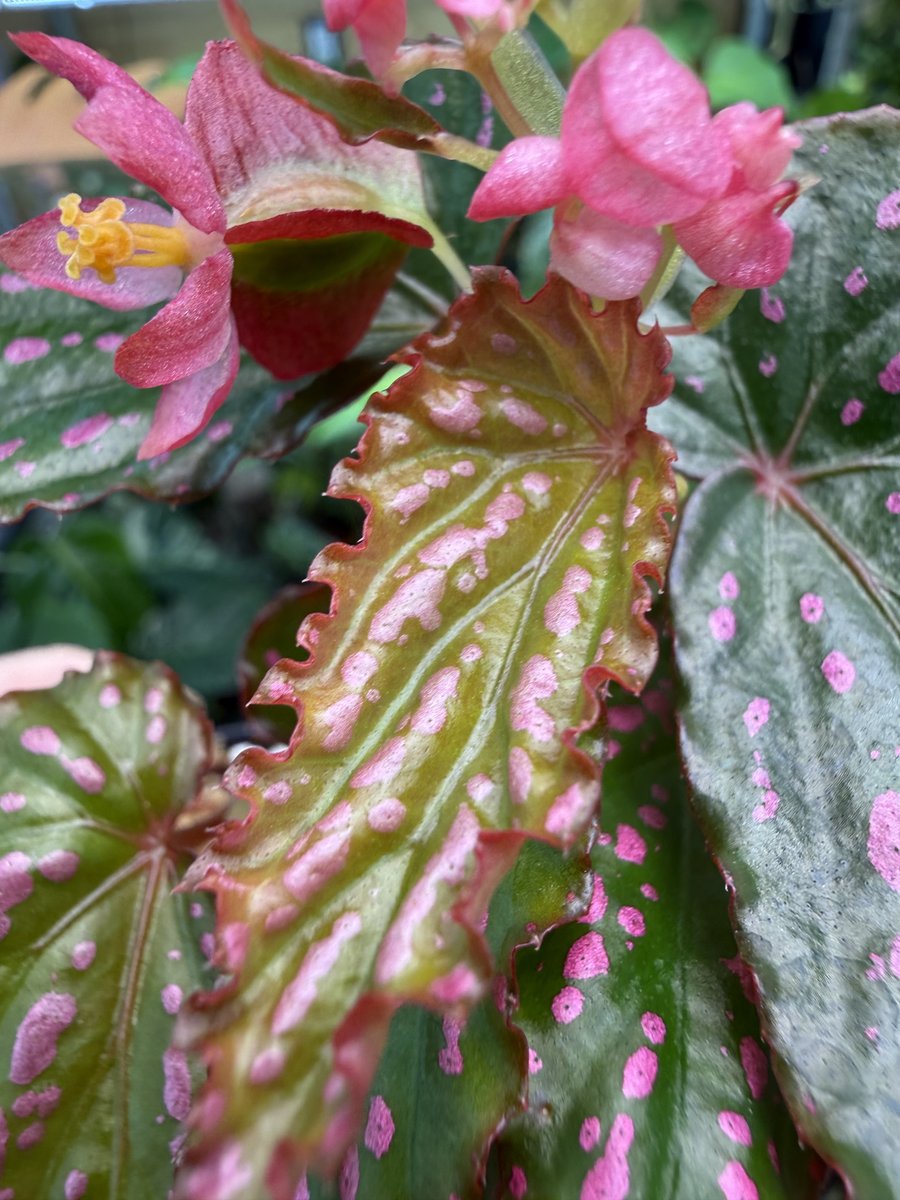 Begonia Negrosensis