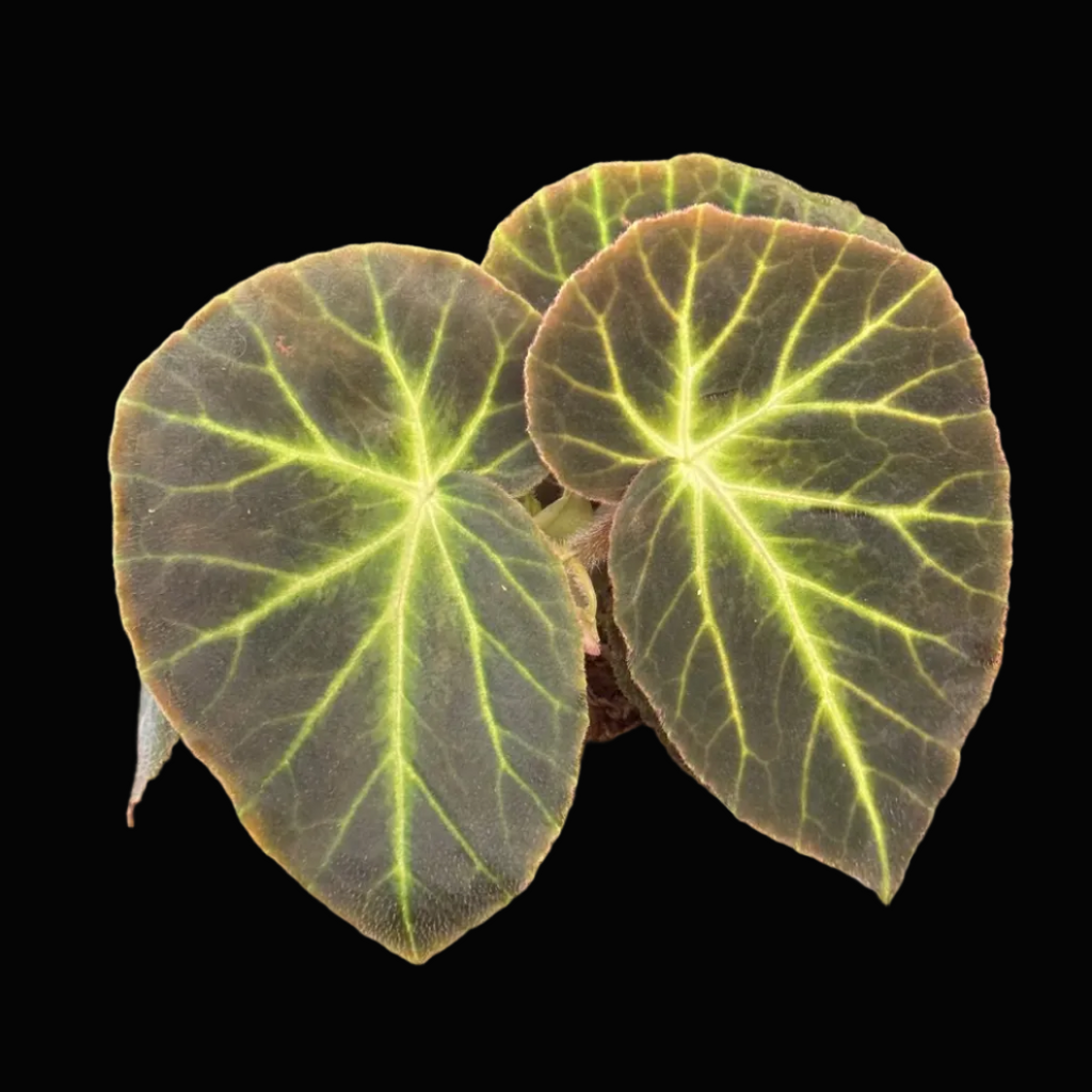 Begonia Caravan