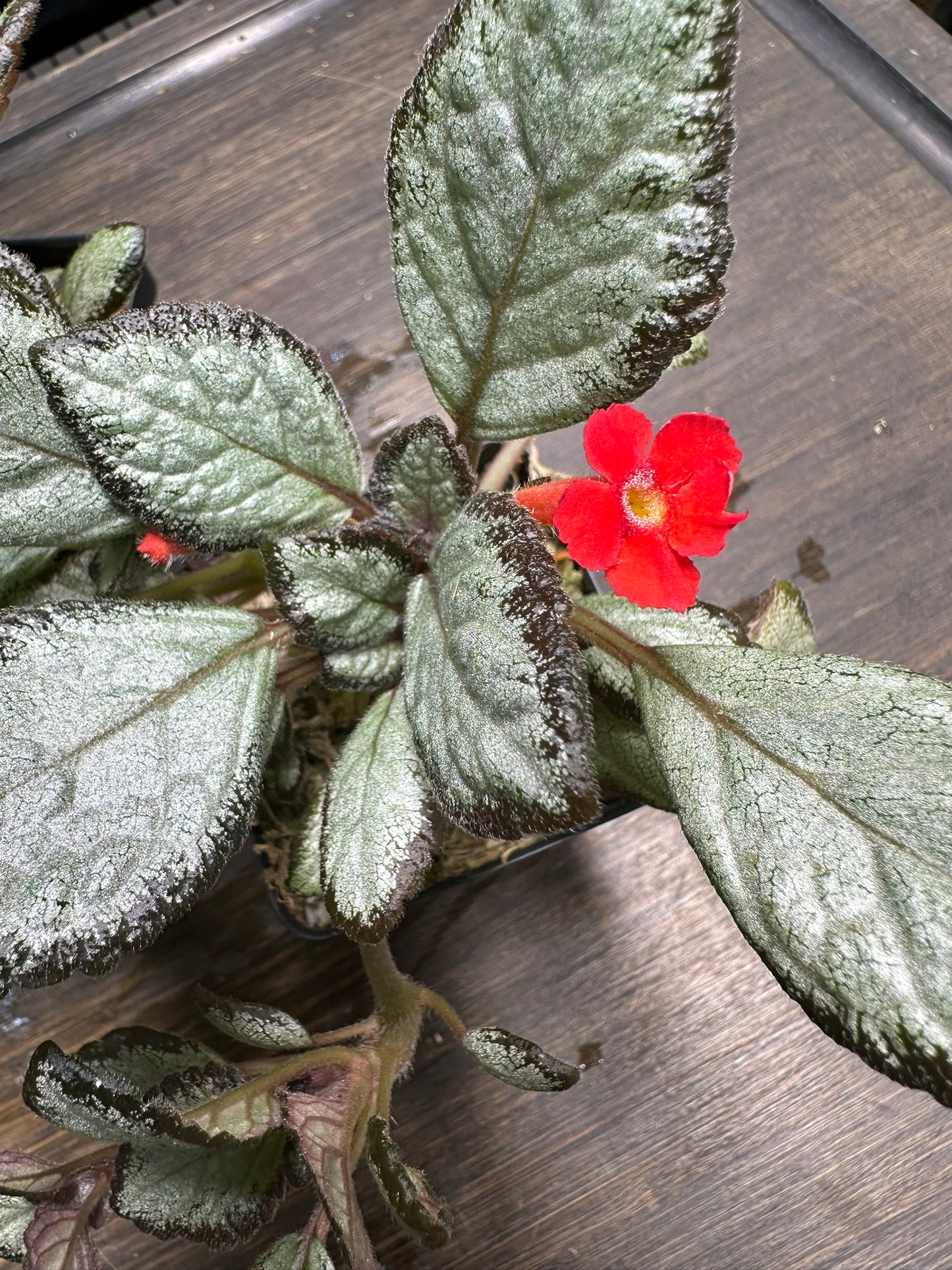 Episcia 'Silver Skies' Houseplant