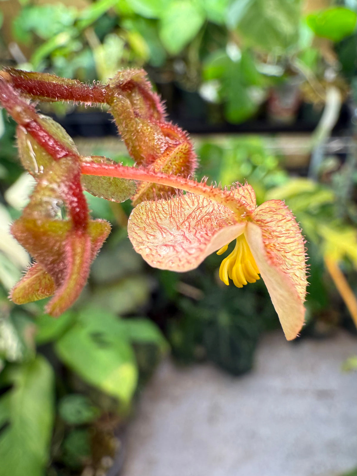 Begonia Imperialis (Silver Band)