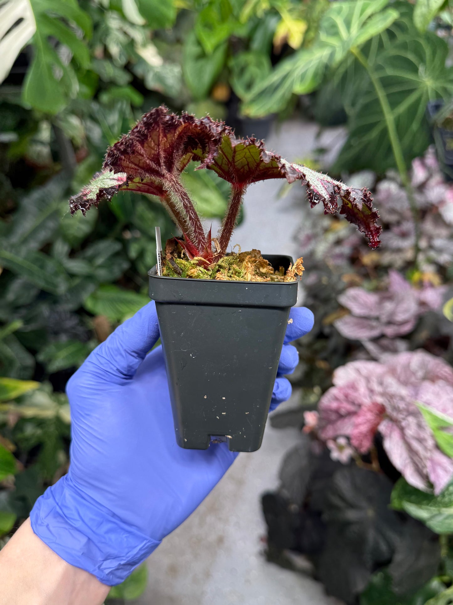 Begonia Harmony's Later Gator