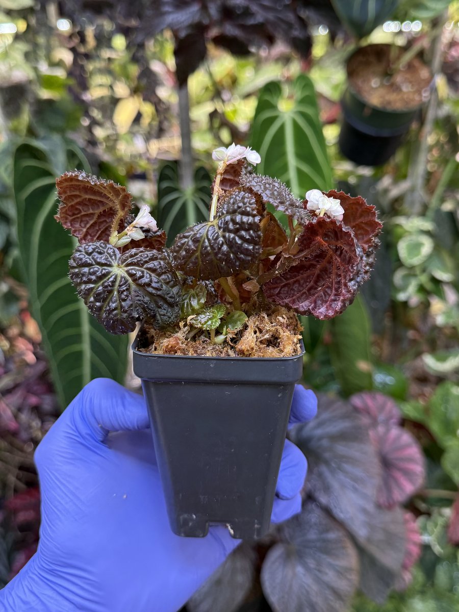 Begonia Ruby Dragon