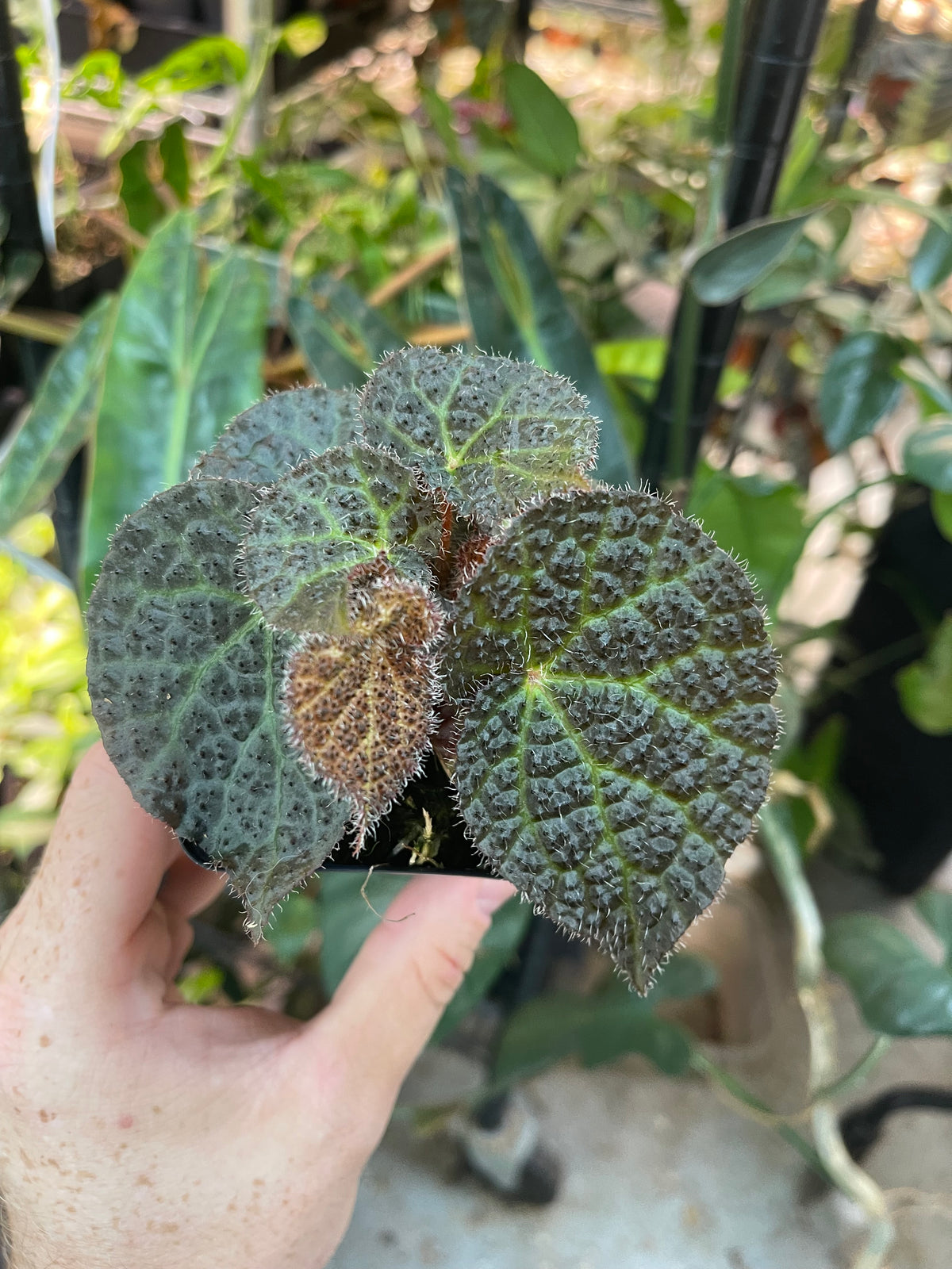 Begonia Moonwalk