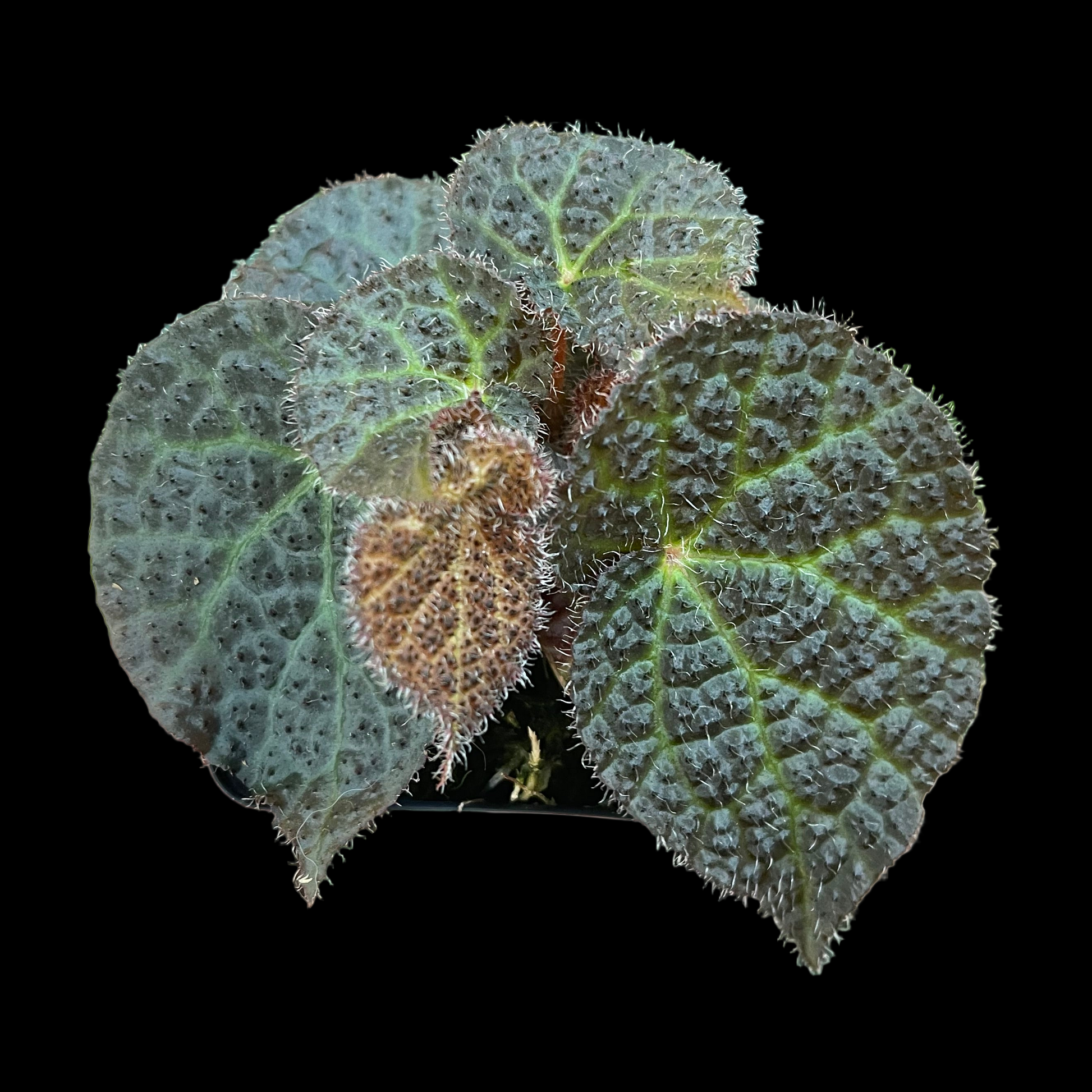 Begonia Moonwalk begonia plant in pot