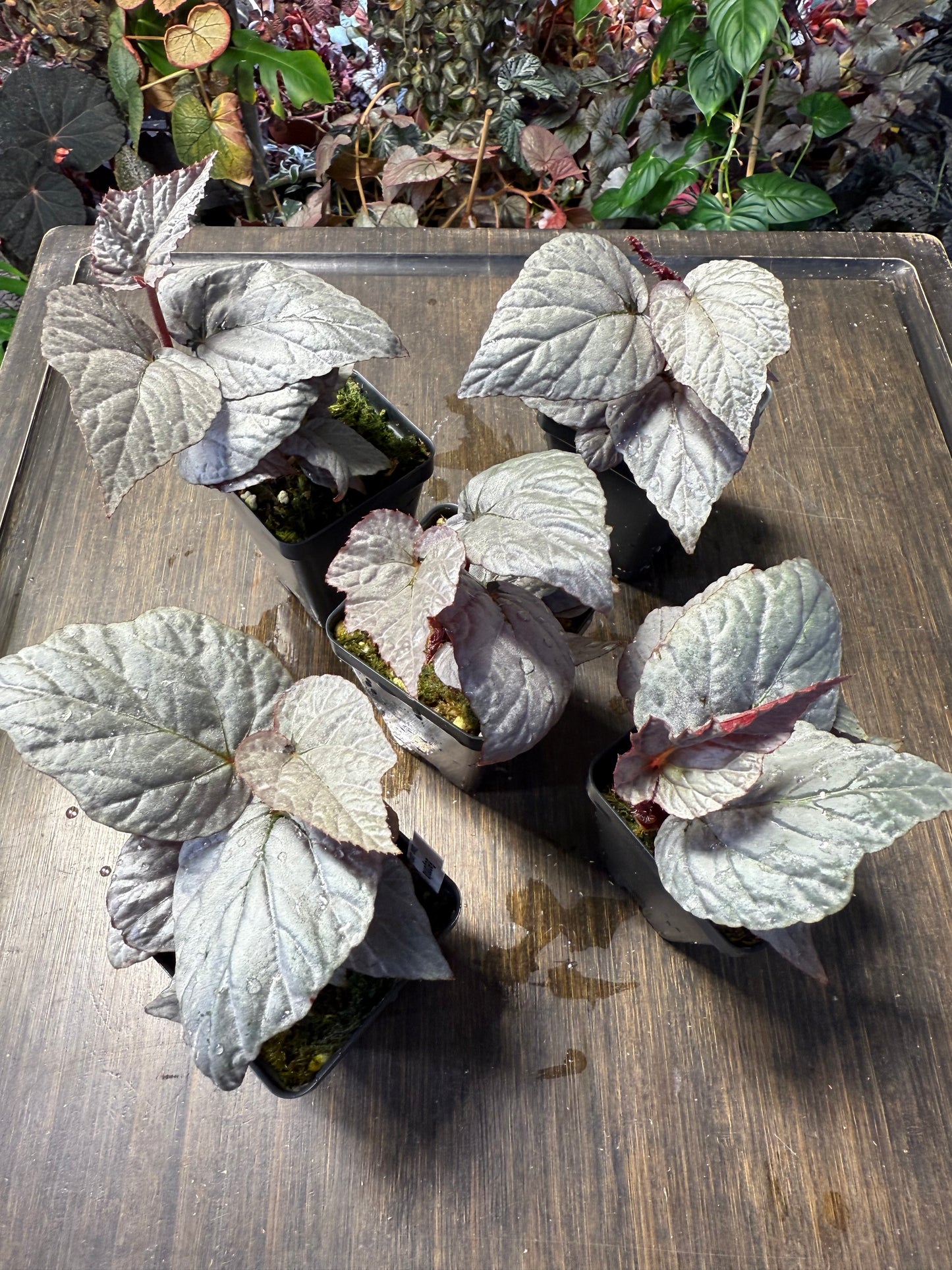 Begonia Silver Limbo