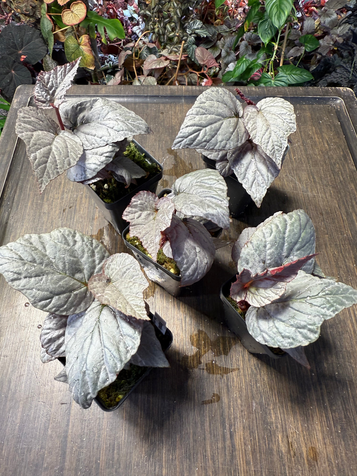 Begonia Silver Limbo