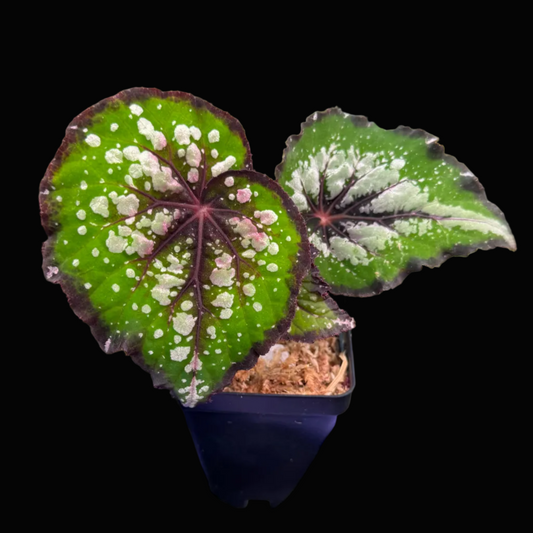 Begonia Bostella