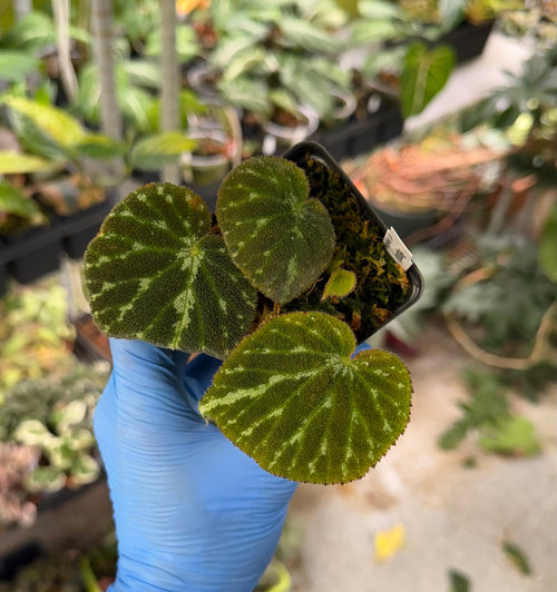 Begonia aff. 'Emerald Jewel'
