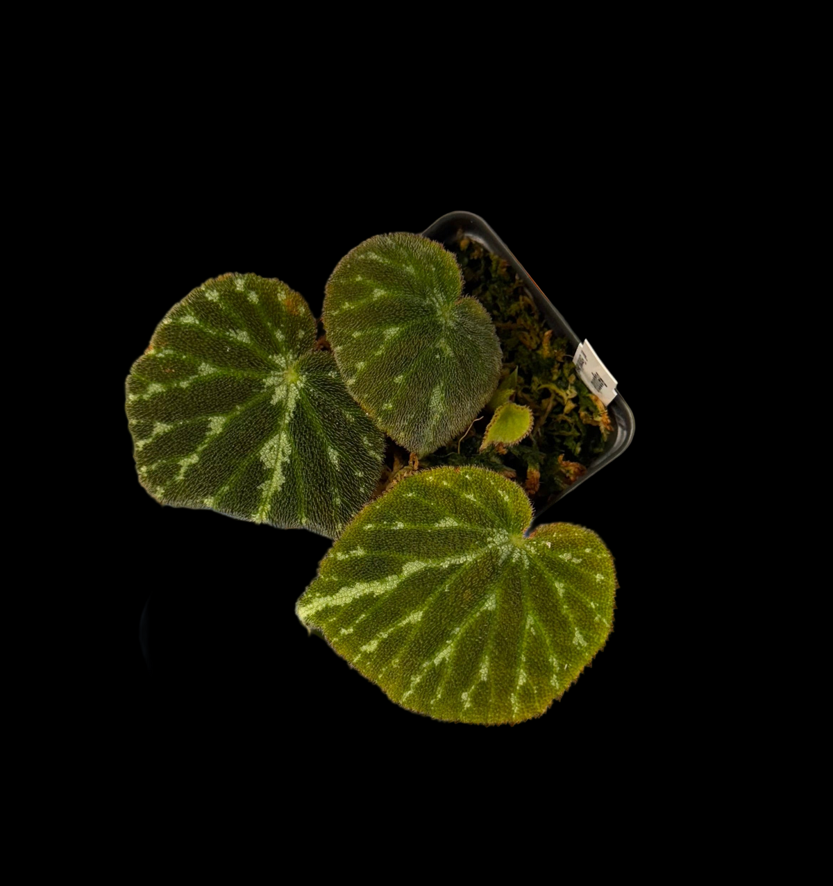Begonia Emerald Jewel begonia plant in pot