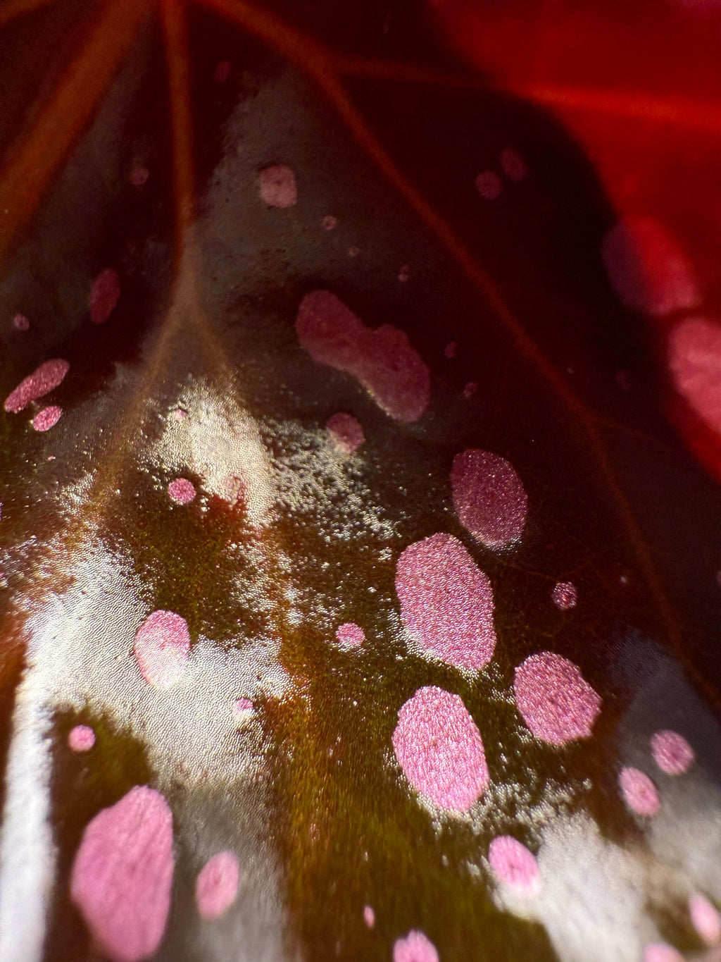 Begonia Cracklin Rosie
