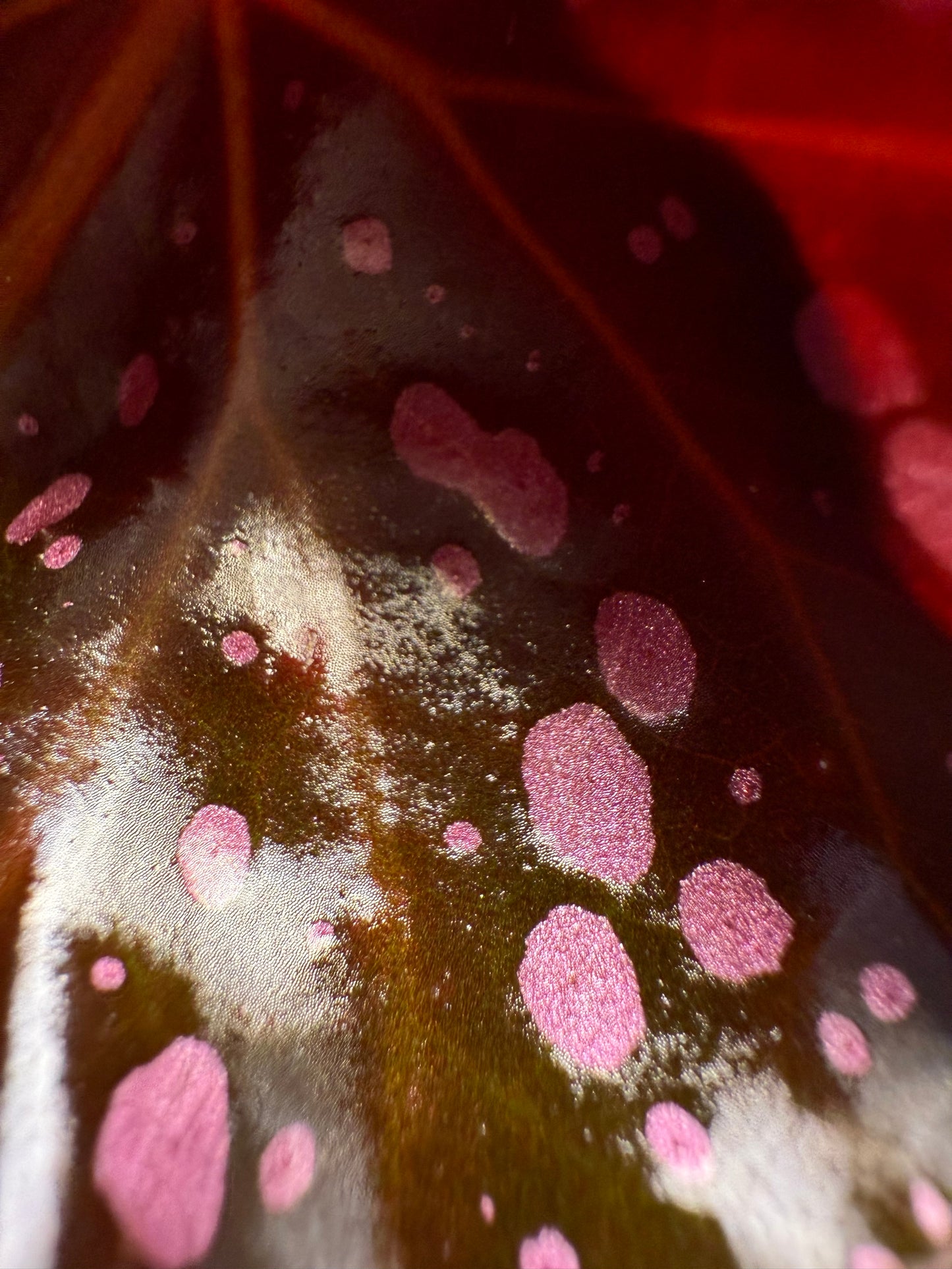 Begonia Cracklin Rosie