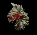 Begonia Serratipetala