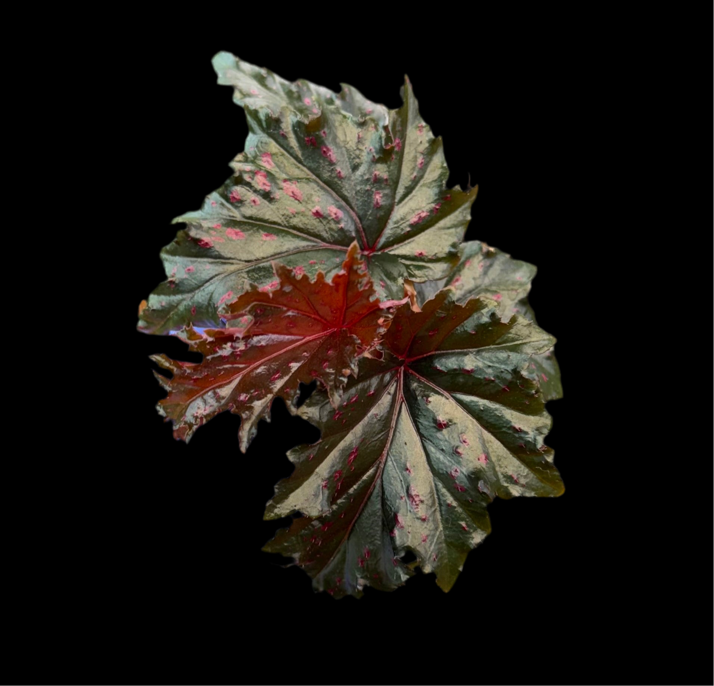 Begonia Serratipetala