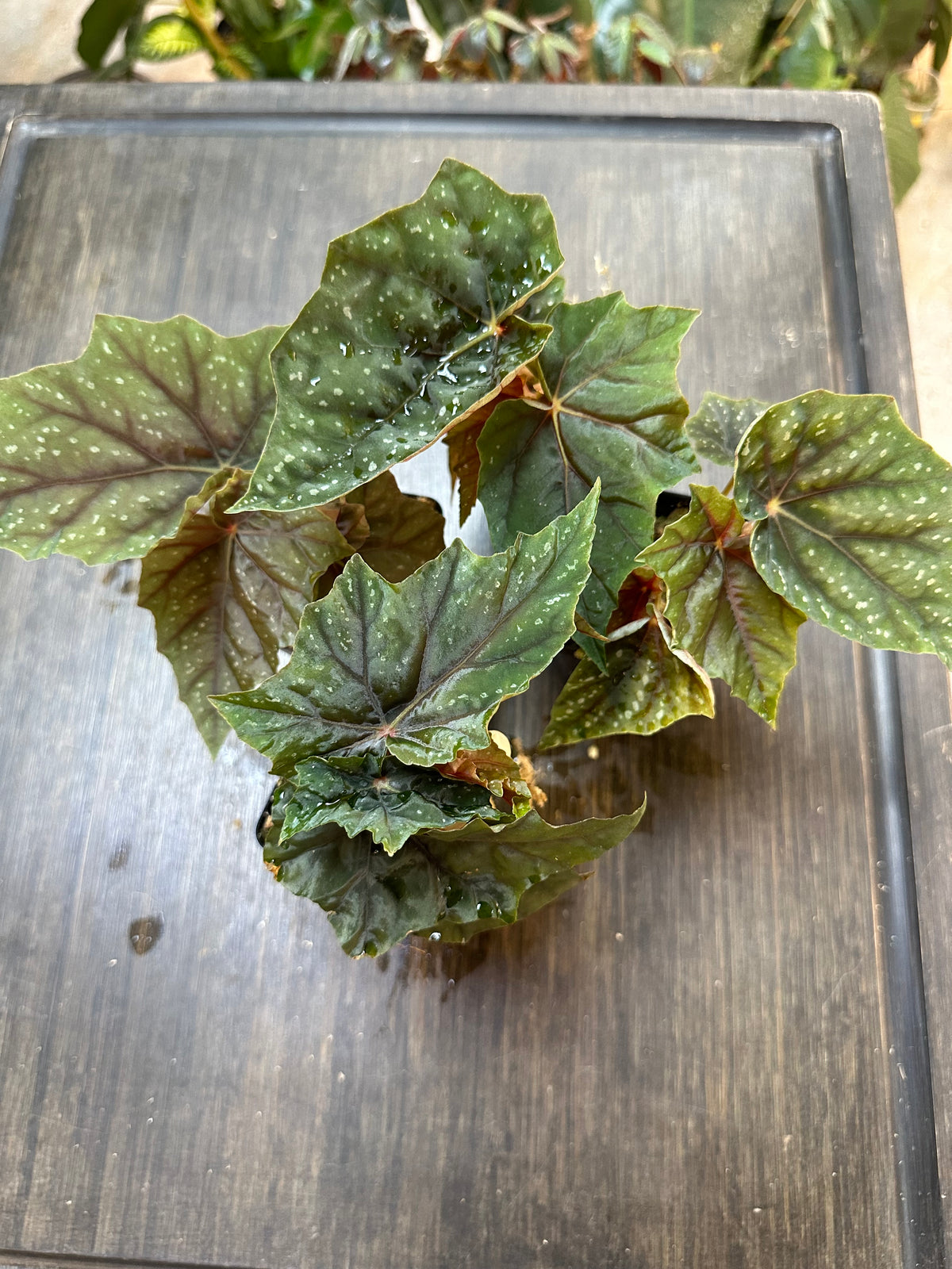 Begonia Lubbergei