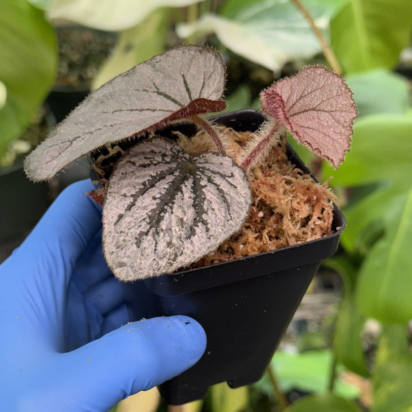Begonia Rice Paper