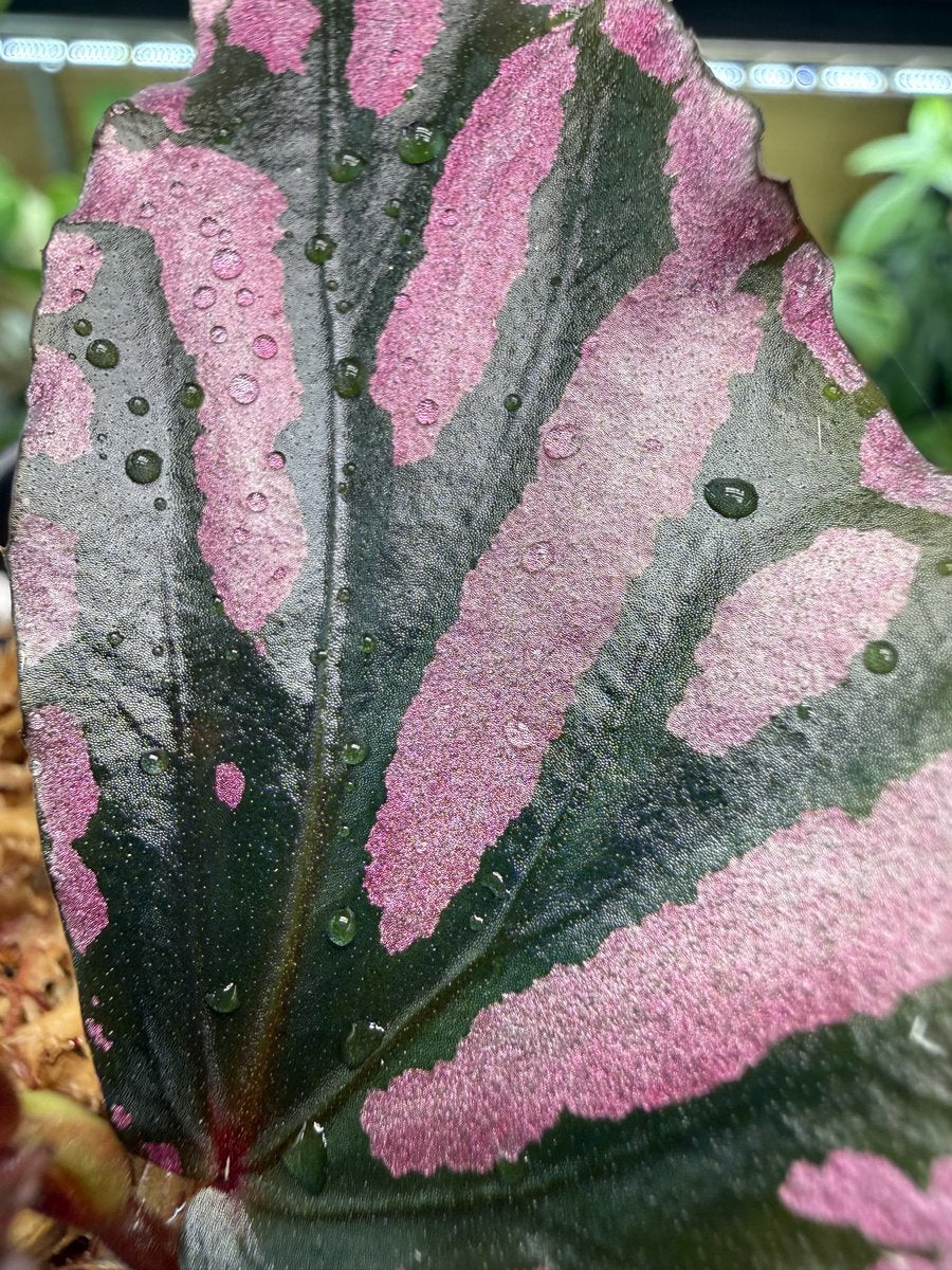 Begonia sp. Julau (Type 1)