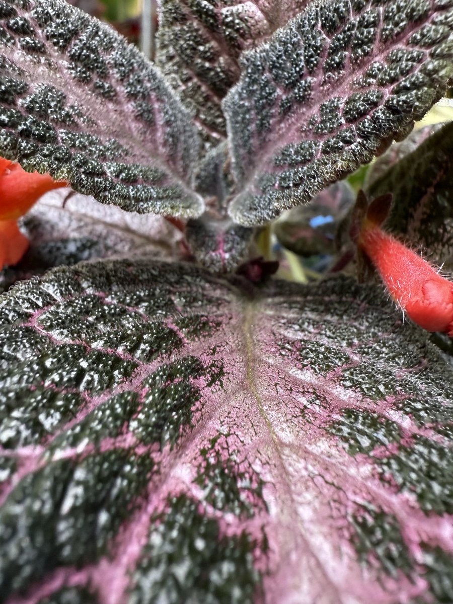 Episcia 'Antique Velvet'